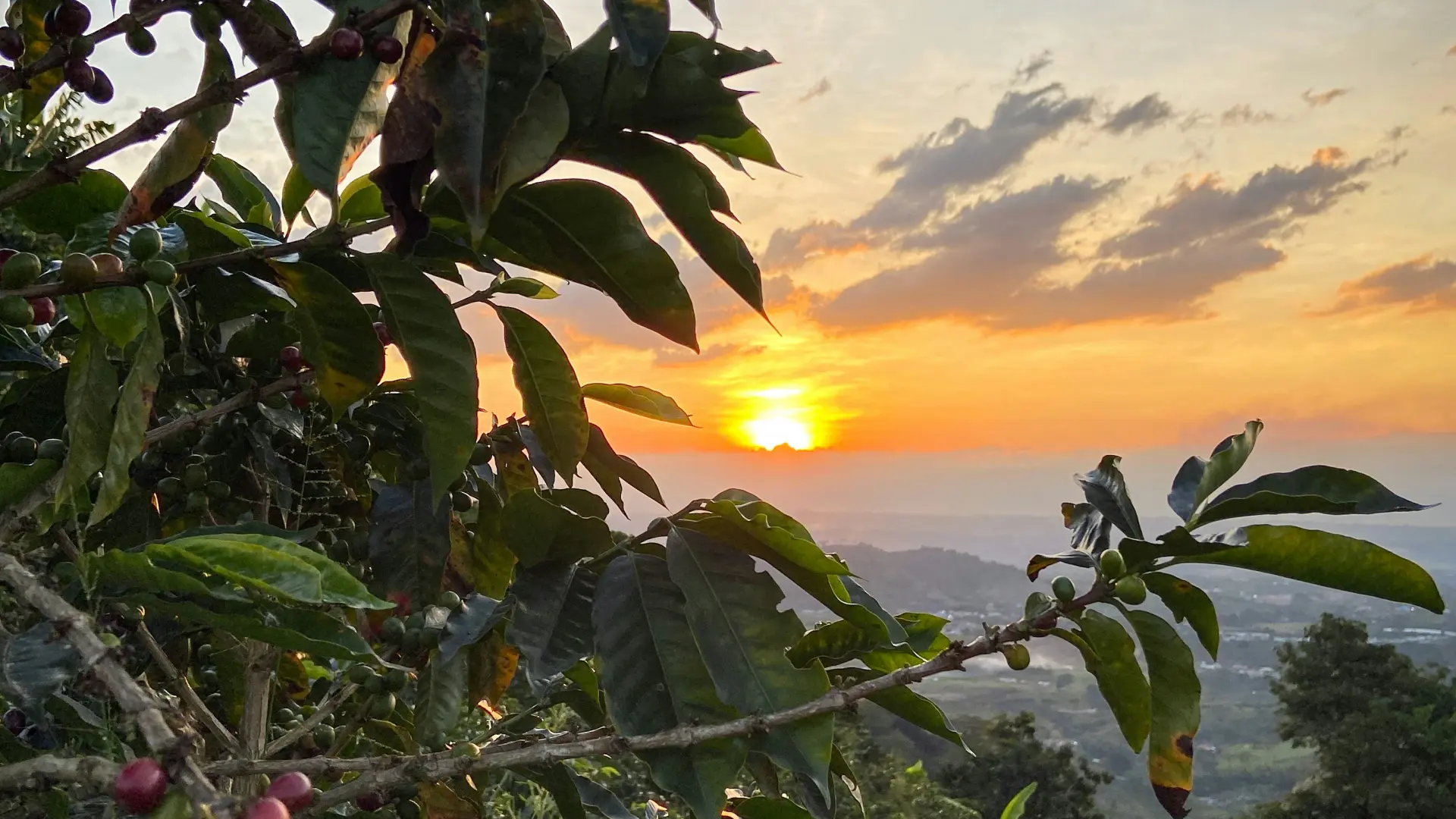 Cafetos en la ladera de la montaña