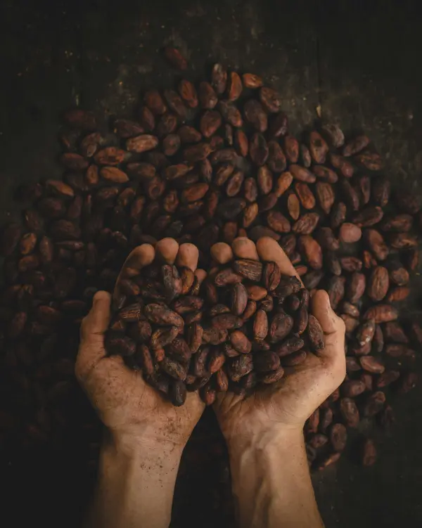 Manos sosteniendo granos de café secos
