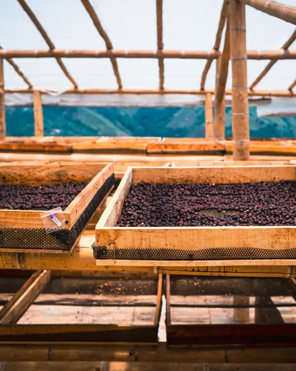 Cerezas de café en cajas de fermentación de madera